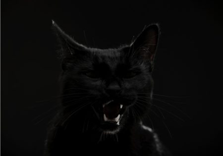 blackcat