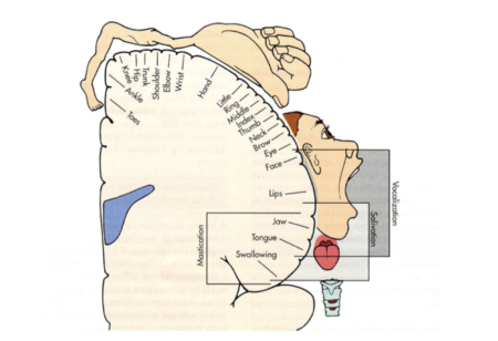 homunculus_1