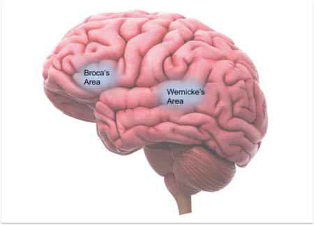 language areas