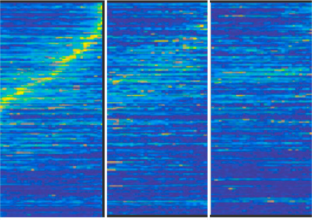 Drifting Neuronal Representations of Function
